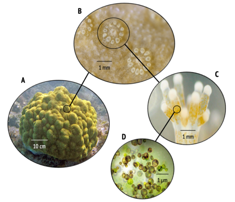 Scleractinian corals | Coral Resilience